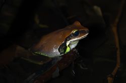 101-Litoria brevipalmata